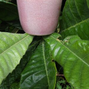 Rituel Matinal Artivegan expresso rose
